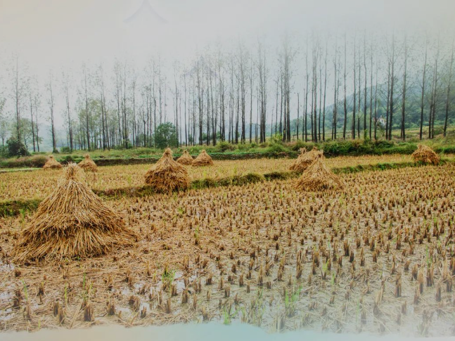 肥土不废，，沃土“搬家”