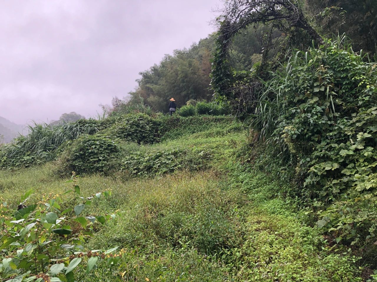 437ccm必赢国际妄想 | 我司土地整治项目二次荣登央视，，，，，荒地变良田，，，，，智绘好丰景